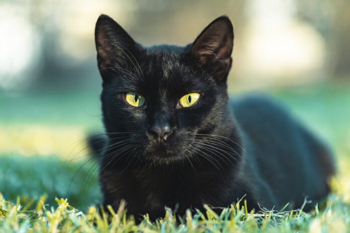 Black-cat-sitting-on-grass-with-green-eyes-TikTok-star