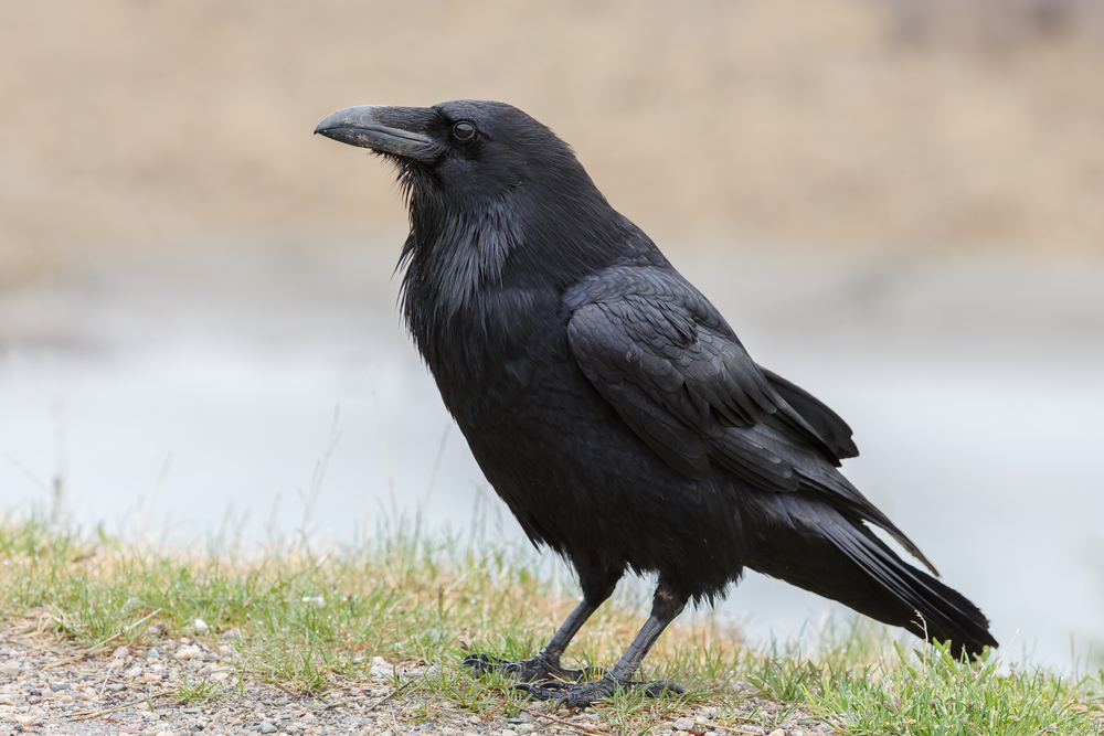 black-crow-in-nature