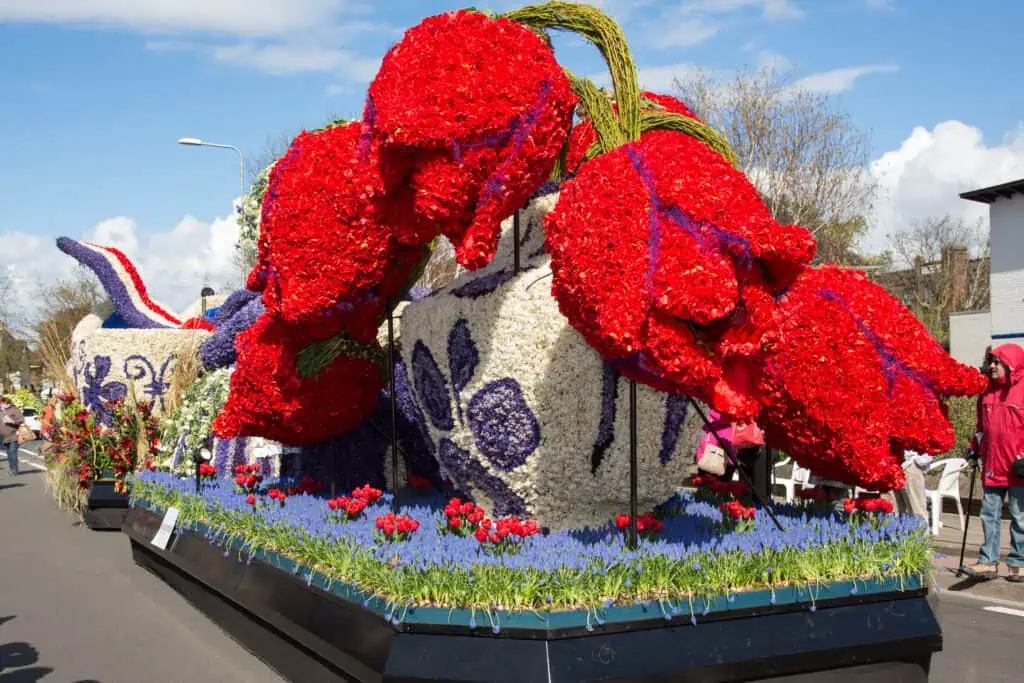 tulipa-desfile-bloemencorso-alegria-de-tulipas