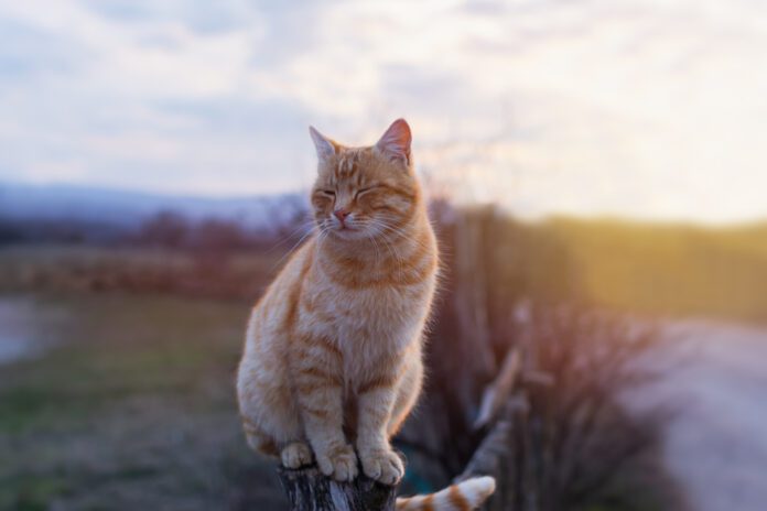 orange-cat-brammetje-passes-away-sitting-on-fence-with-eyes-closed-looking-content