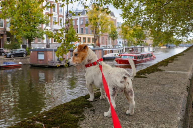 Three dogs die of suspected poisoning in Amsterdam