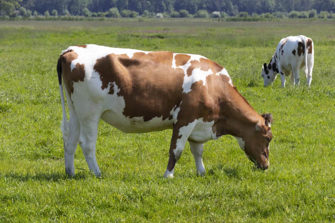 brown-and-white-dutch-cow-grazing-in-pasture