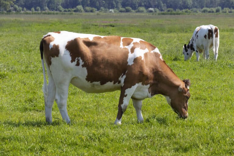 Runaway cow shuts down Dutch motorway, gets shot by police, then has throat slit