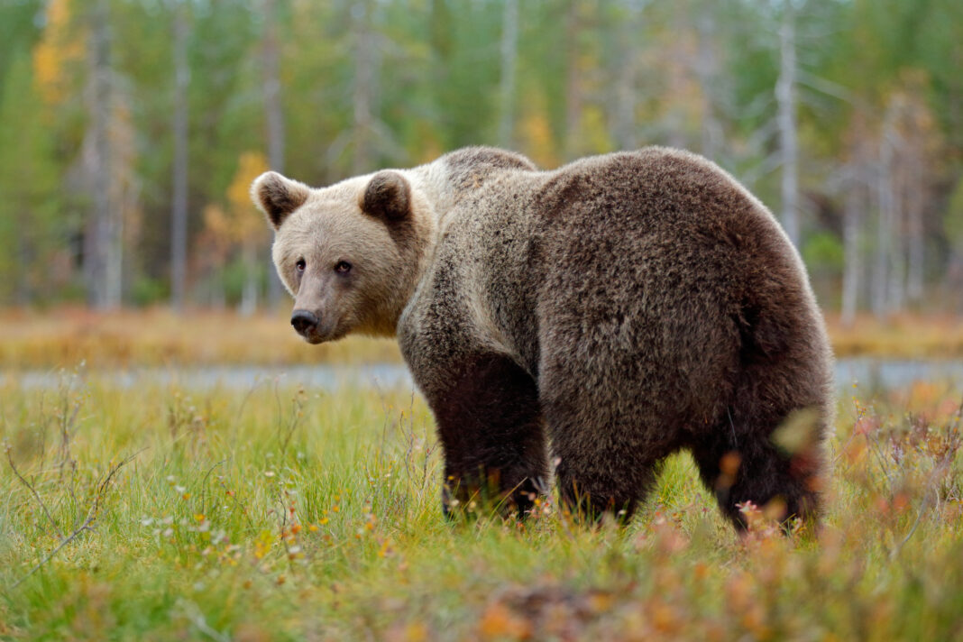 brown-bear-walking-in-the-forest
