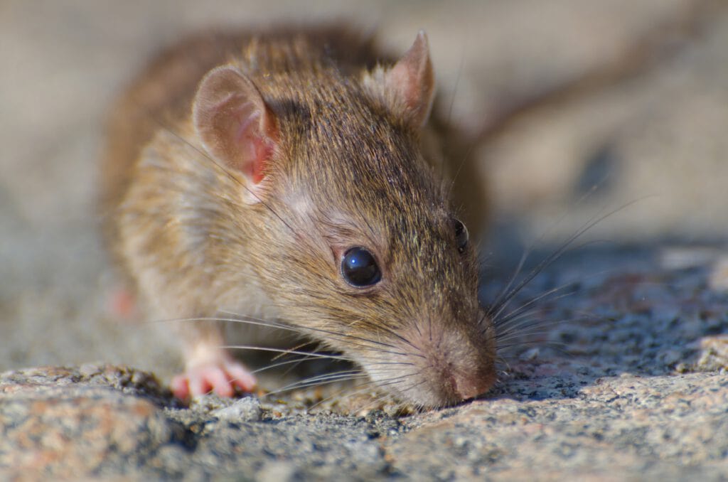 rato-marrom-vetor-do-hantavírus-na-holanda