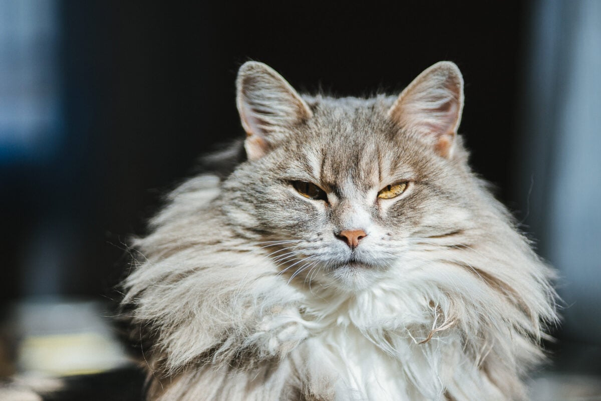 One Dutch cat just FLOODED a town hall this weekend (yes, you read that ...