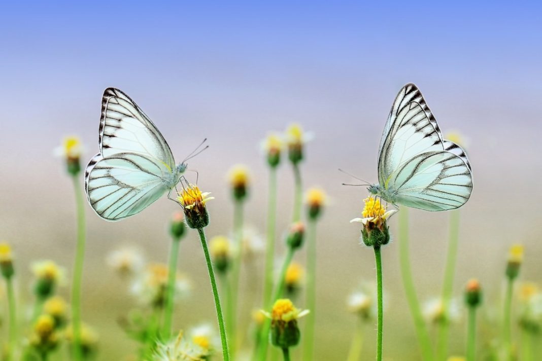 butterfly animal populations impacted agriculture