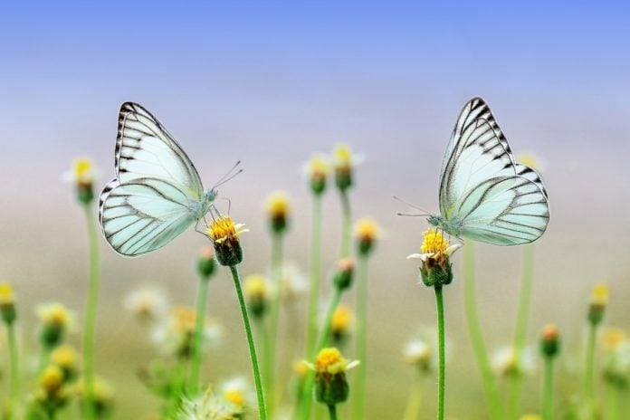 butterfly animal populations impacted agriculture