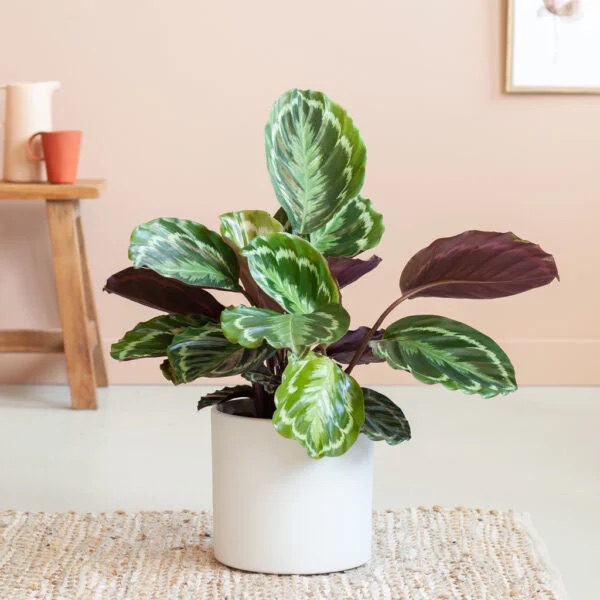 calathea-medaillon-plant