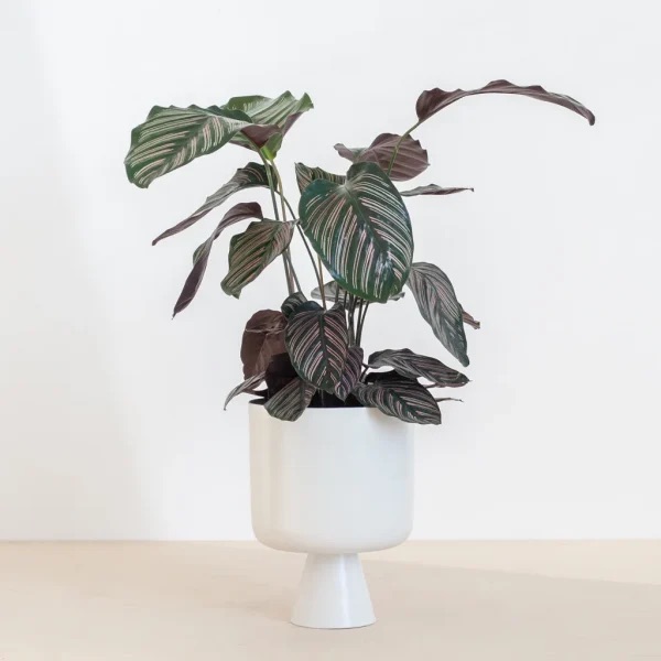 calathea-ornata-plant