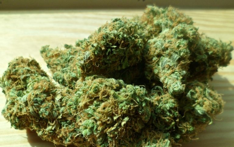 The Four Major Cities Will Not be Participating in Regulated Cannabis Cultivation Experiment