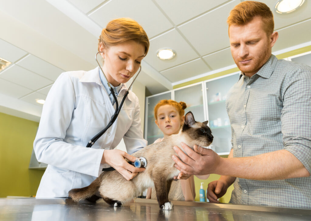 cat-being-checked-up-at-vet-with-stethoscope-in-netherlands