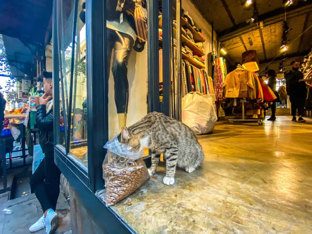 brown-cute-cat-eating-food-head-in-plastic-bag-turkish-clothing-store-in-istanbul