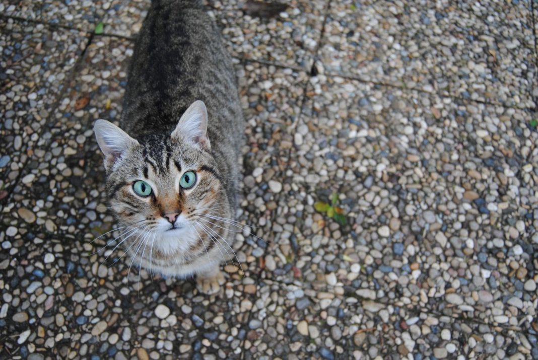 Cat Amsterdam