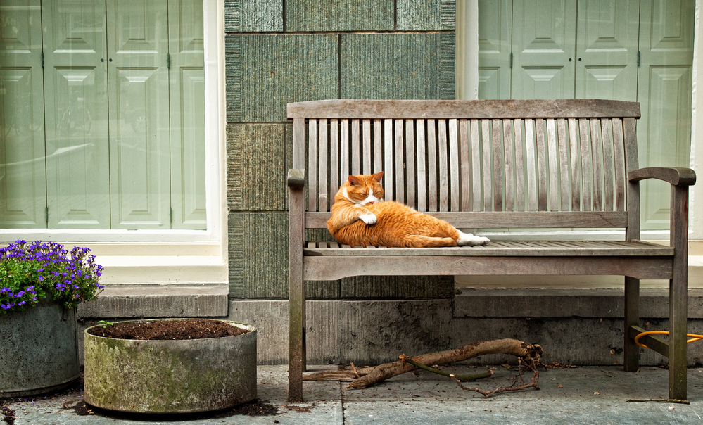 cat-laying-on-bench-in-front-of-house-dutch-street