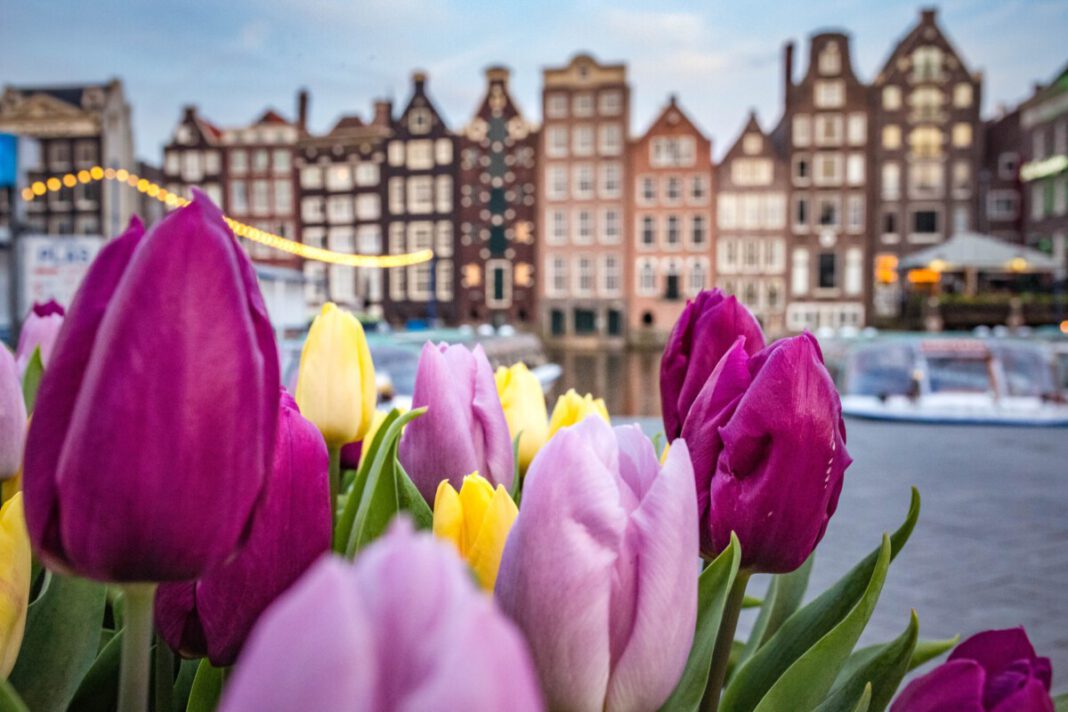 Tulips-in-front-of-houses-in-Amsterdam