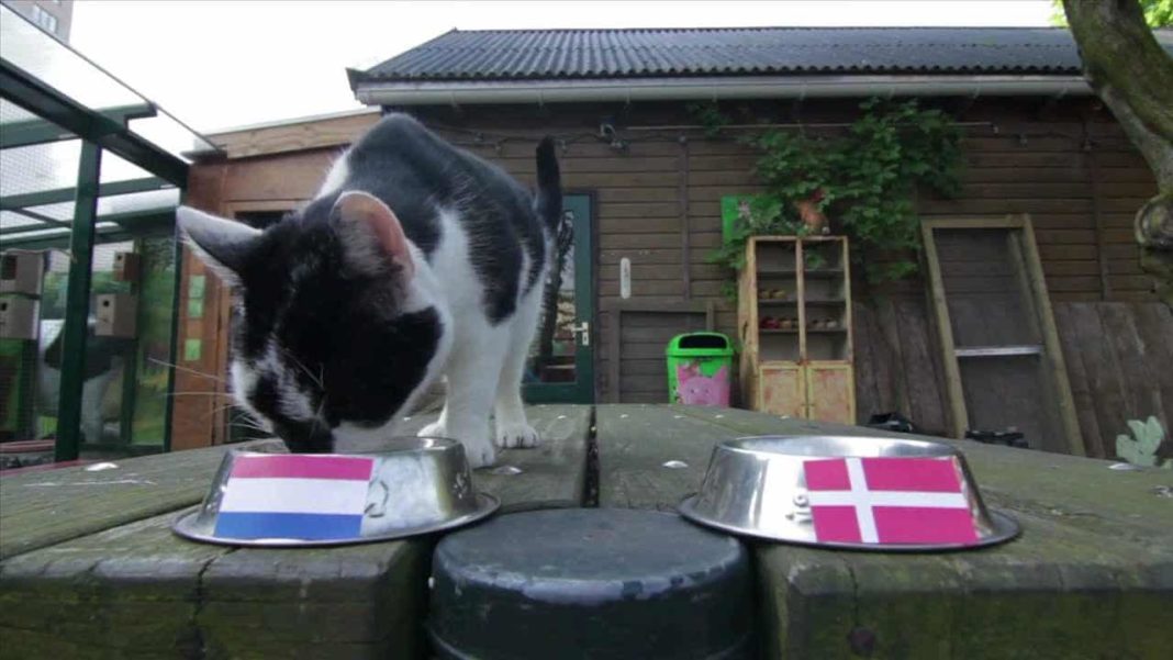 Cats in the Netherlands Are there more cats than people in The