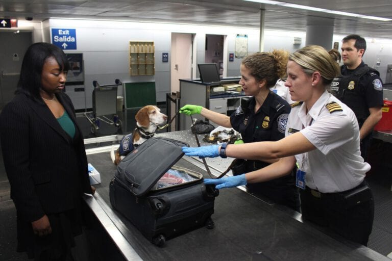 Corona-sniffing dogs in Dutch airports? Not yet, says Schiphol