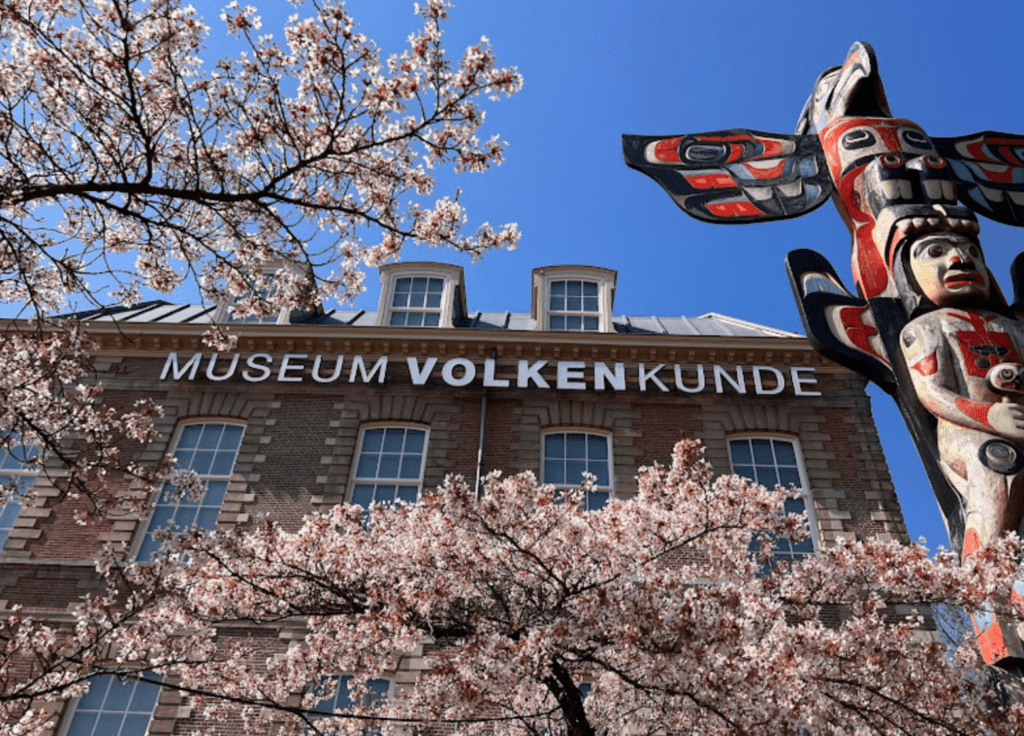 cherry blossoms at the Volkenkunde Museum in Leiden on a sunny day
