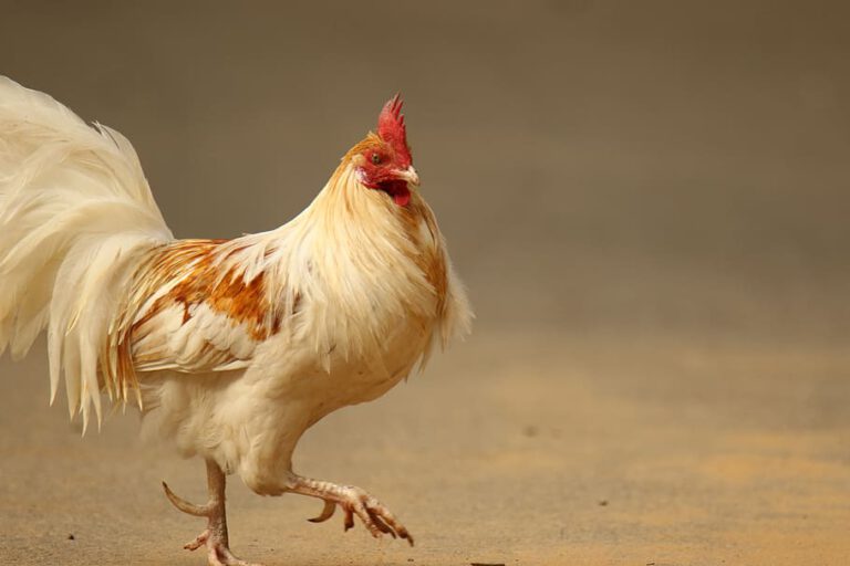 Rooster roundup as Feyenoord Stadium waves goodbye to its feathered friends