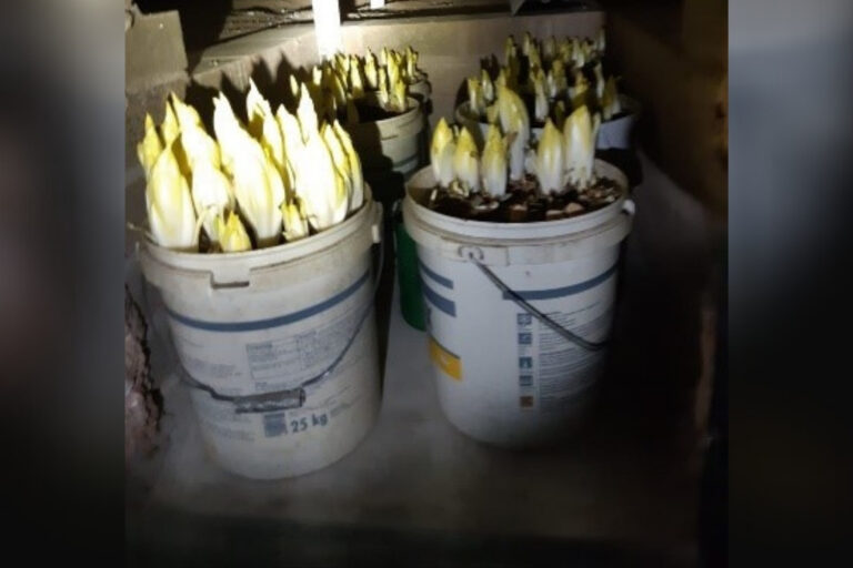 Dutch police raid “weed” farm — but only find vegetables