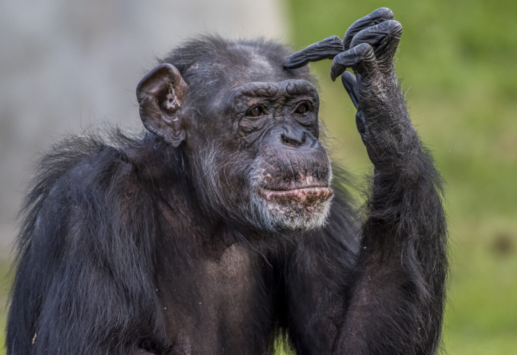 sitting-chimpanzee-deep-in-thought
