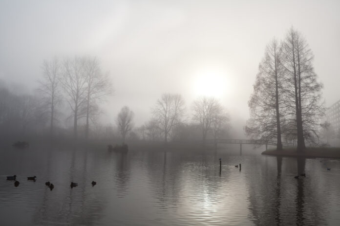 tree silhouette, bridge and lake in fog