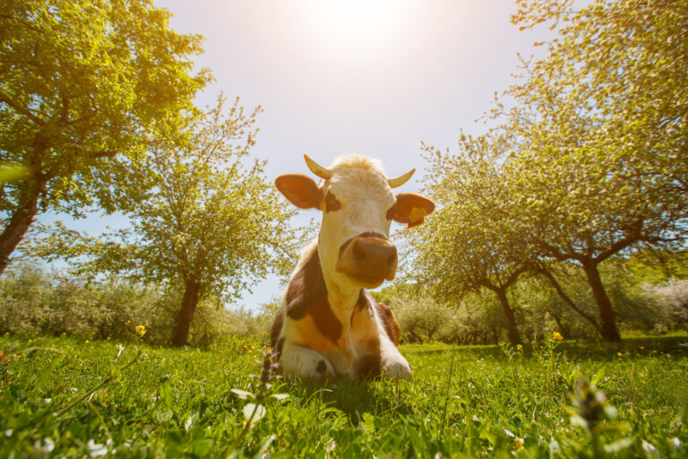 Dutch Quirk #78: Watch the cows dance when they’re let out for the spring