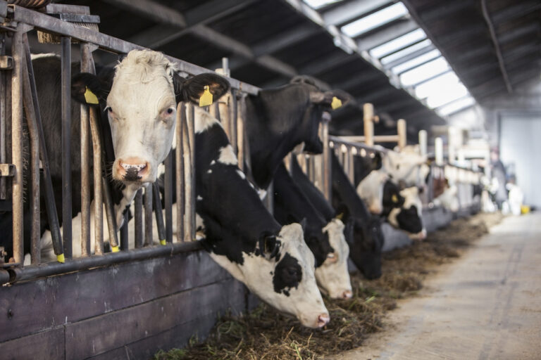 If everyone in the world went vegan it would solve world hunger: Dutch research