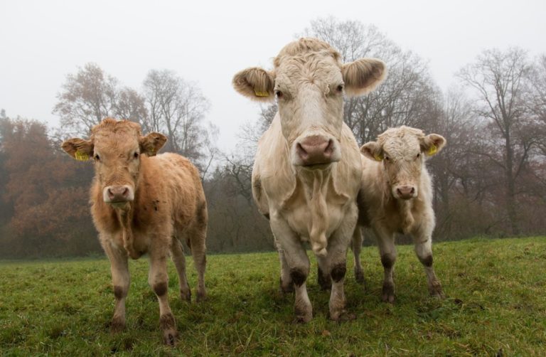 How Can We Make Room For Housing? Get Rid of the Cows, says Dutch Party.