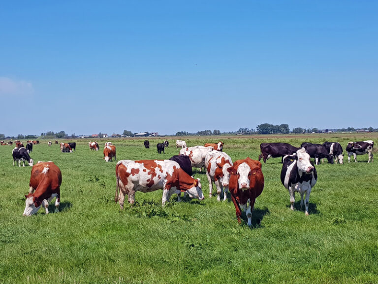 Man killed by cattle while walking dog in Dutch nature reserve