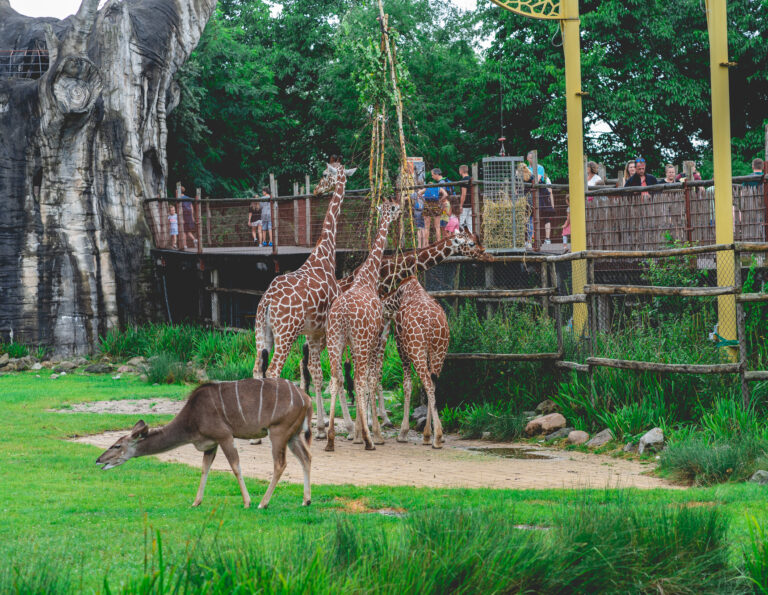 photo-of-crowd-looking-at-giraffes-and-antelope-in-rotterdam-zoo