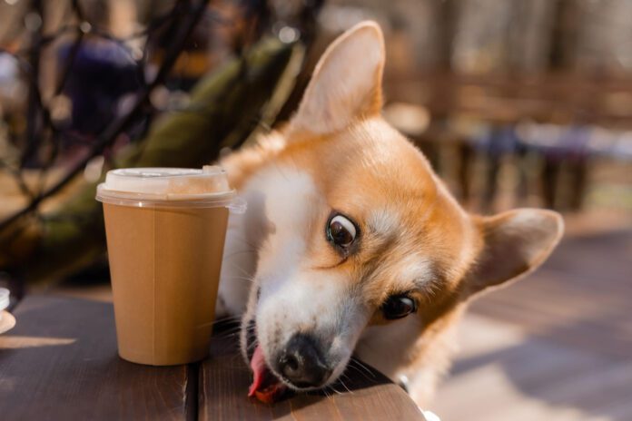 Corgi-sits-at-table-with-coffee-cup