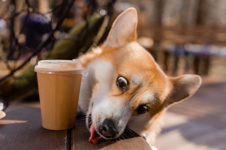 Amsterdam has a café FOR DOGS (and we are obsessed!)