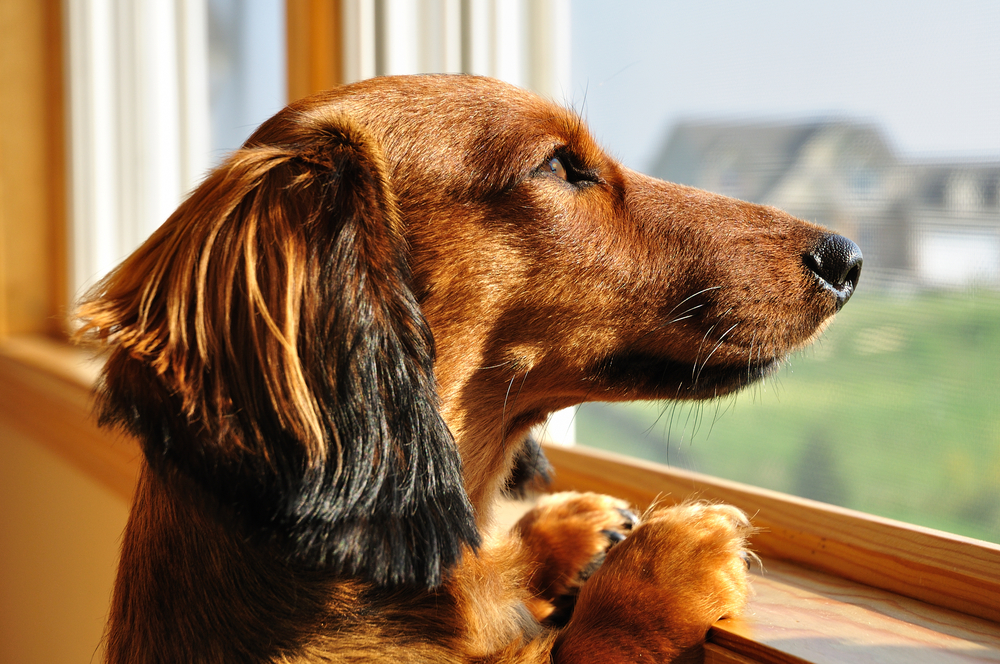 dachshund-looking-out-the-window