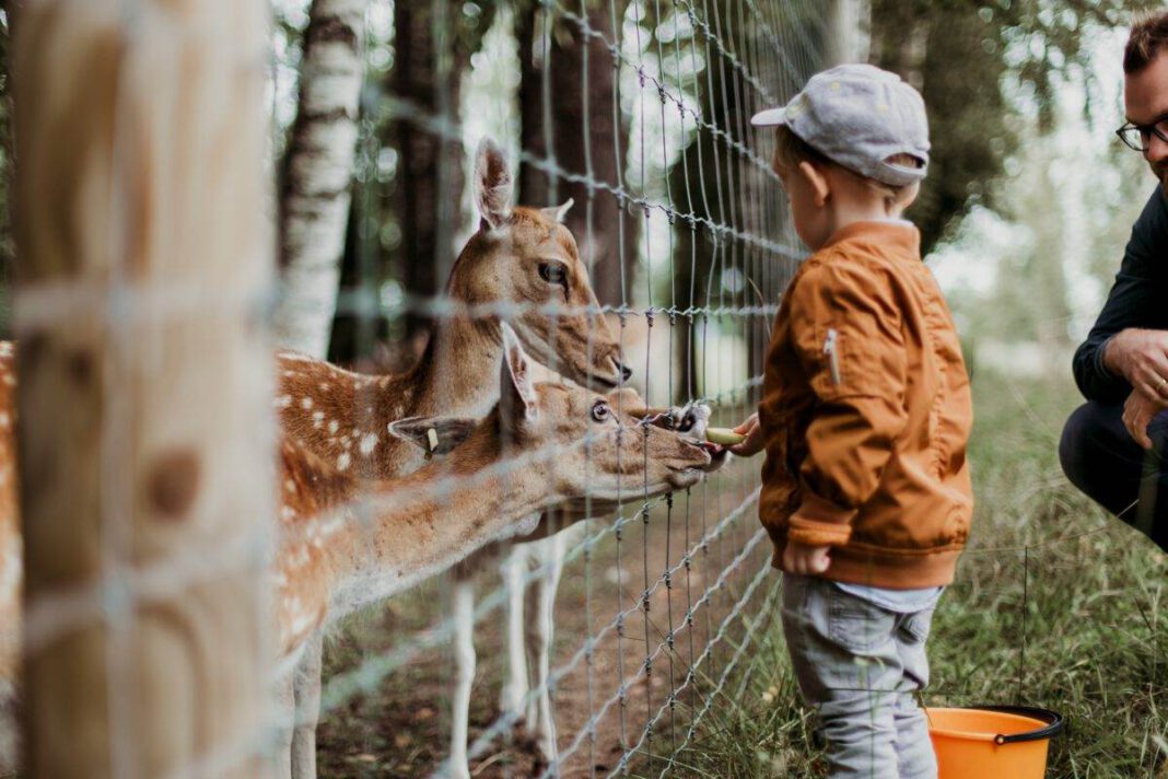 Dutch-boy-seeing-deer-in-a-zoo-in-the-Nethelands