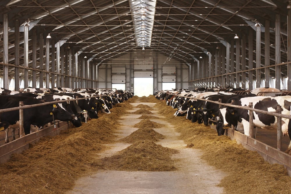 dairy-cows-on-dutch-farms-nitrogen-emissions