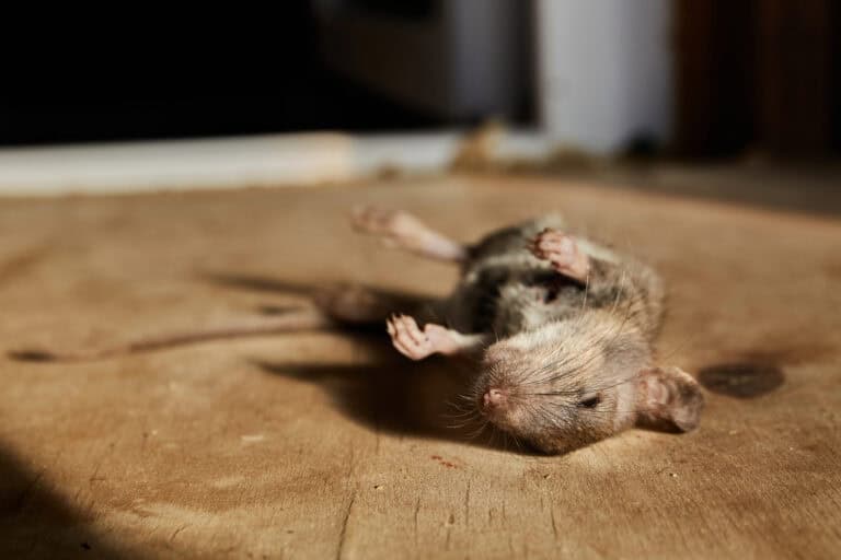 Dead mice?! Jumbo pulls frozen beans from shelves after customer complaints