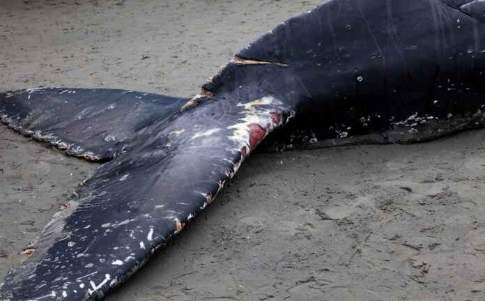 dead-whale-in-the-netherlands