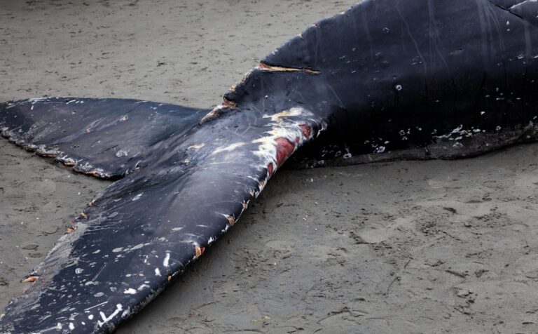 Orca washes ashore and dies in Zeeland; currently being examined in Utrecht