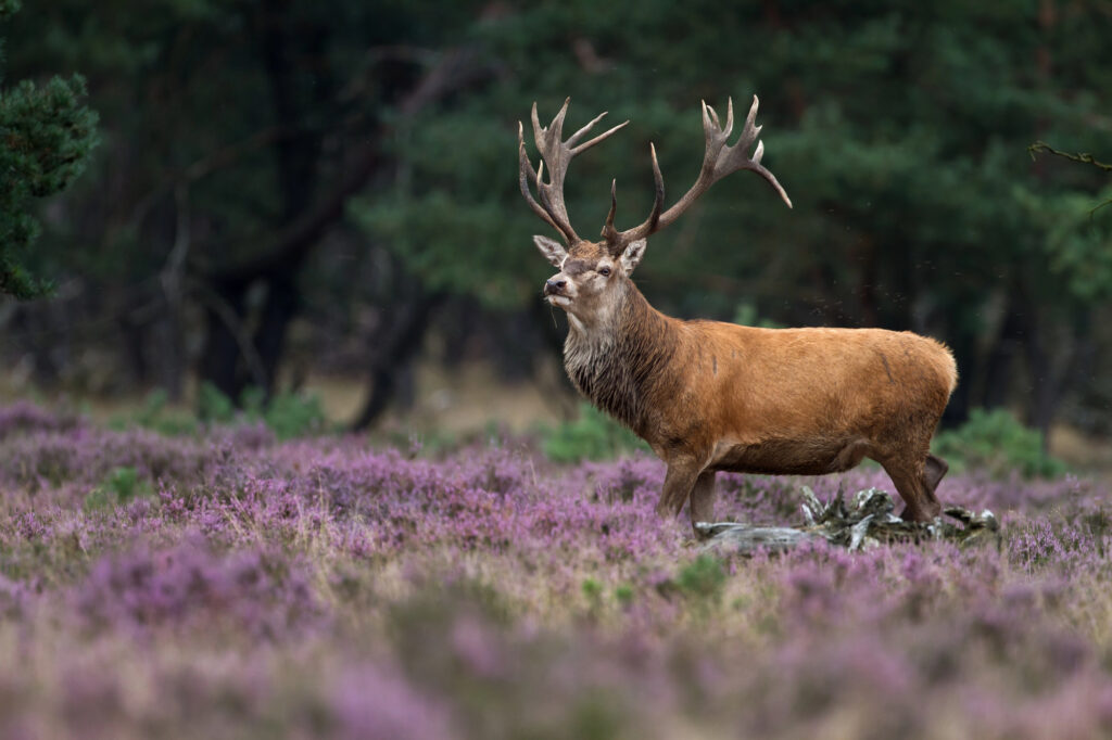 photo-of-deer-in-hoge-veluwe-national-park