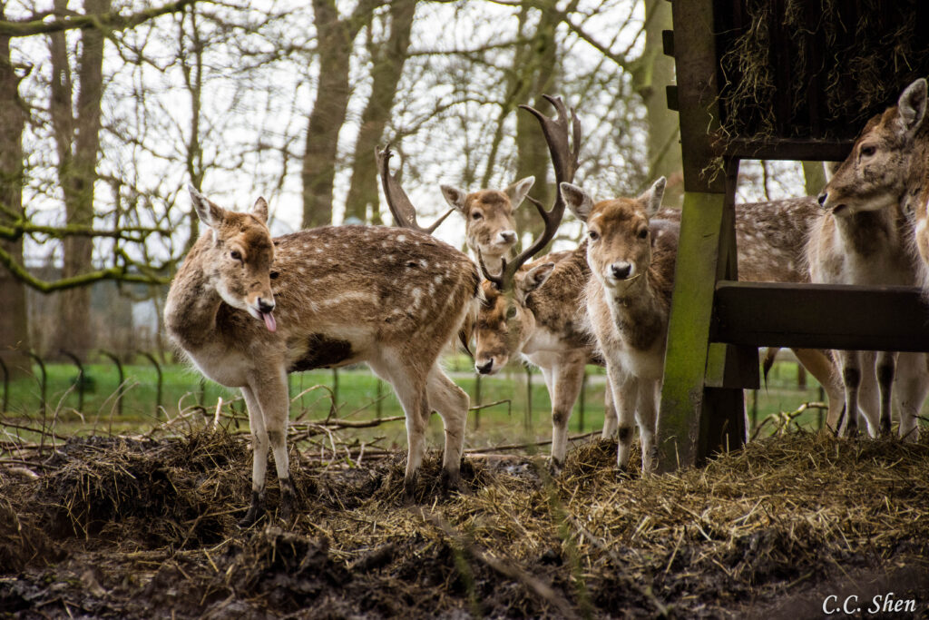 photo-of-deer-on-deer-farm-in-nyenrode-breukelen-campus-taken-by-Chi-Chi-Shen
