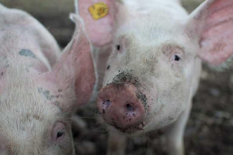 Pigs in Dutch slaughterhouses scream while cooked alive