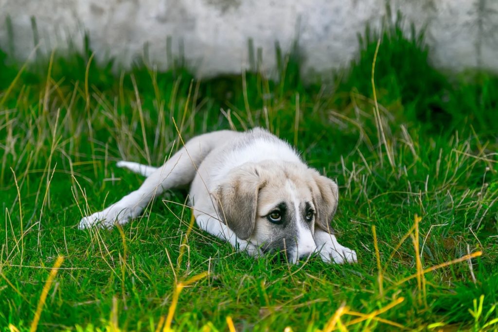 photo-of-white-puppy-laying-on-grass 