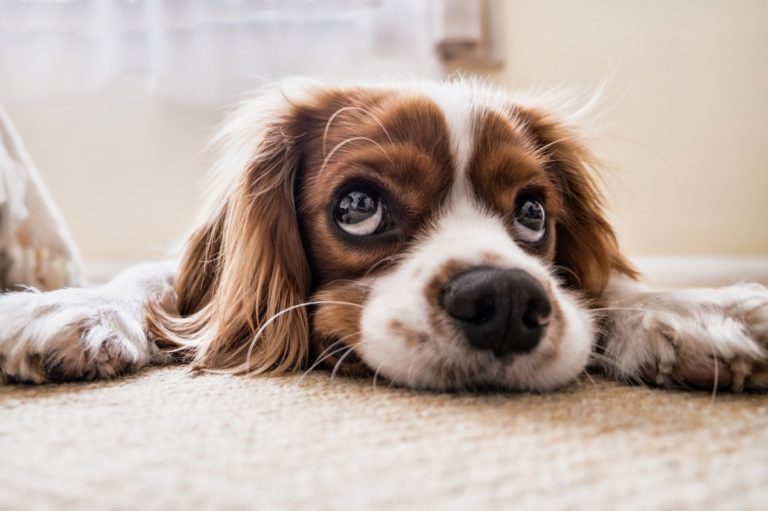 We need more dogs and cats donating blood
