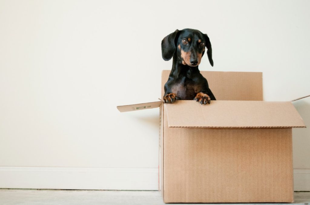 dog in a shipping box