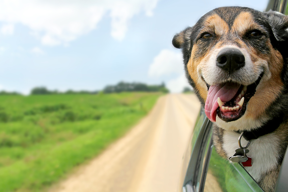 dog-camping-in-france