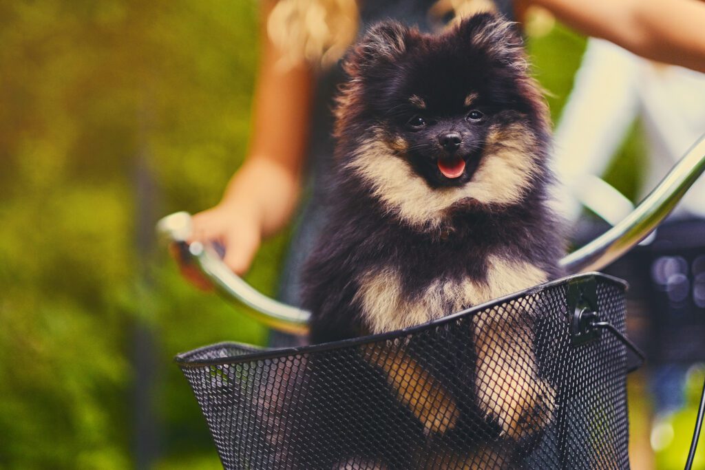 black-and-yellow-dog-in-basket-while-biking-netherlands
