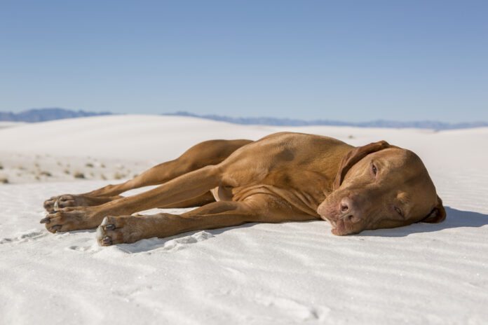 golden-coloured-dog-lying-collapsed-on-its-side-with-eyes-half-closed-on-sand-on-hot-day