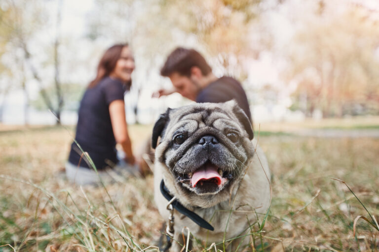 Hundreds of thousands of Dutch pets may have found forever homes during the pandemic